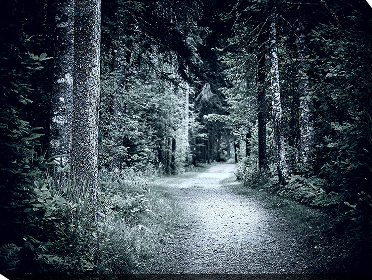 Forest Path IV